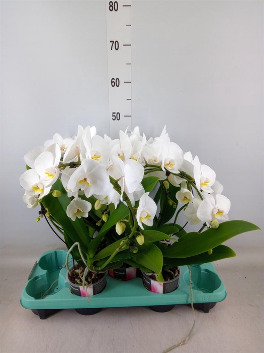 <h4>Phalaenopsis   ...</h4>