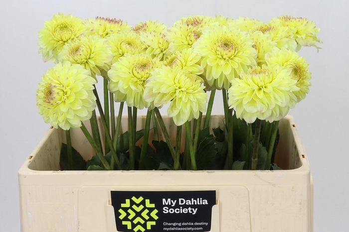 <h4>Dahlia Isa's Favourite</h4>