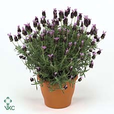Lavandula stoechas Toscane 12Ø 25cm