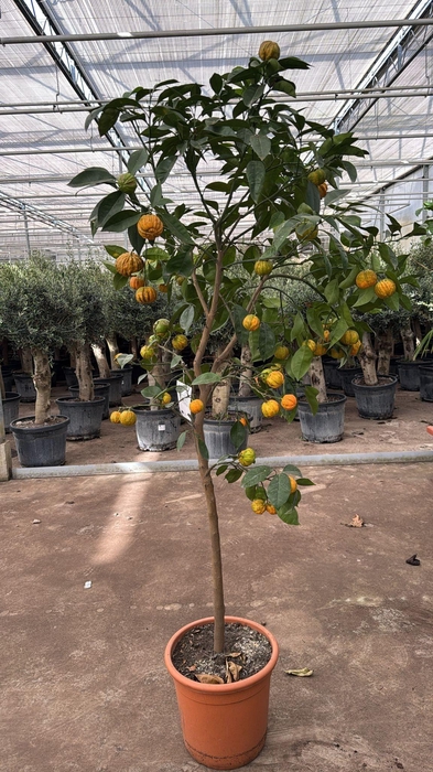 <h4>CITR SINENSIS</h4>