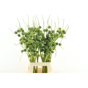 Sparganium Erectum 80cm