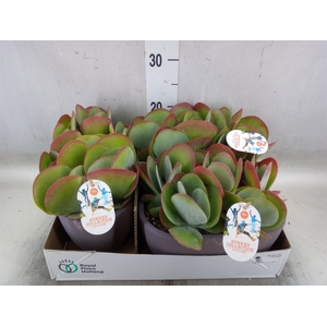 Kalanchoe NF thyrsiflora