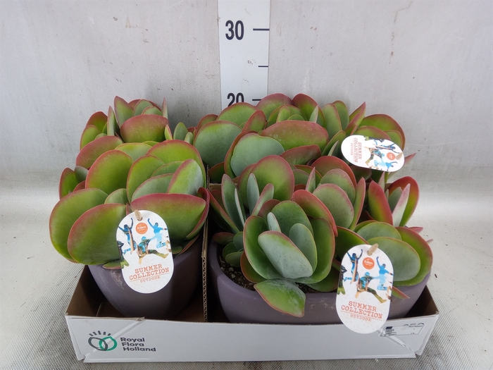 <h4>Kalanchoe NF thyrsiflora</h4>