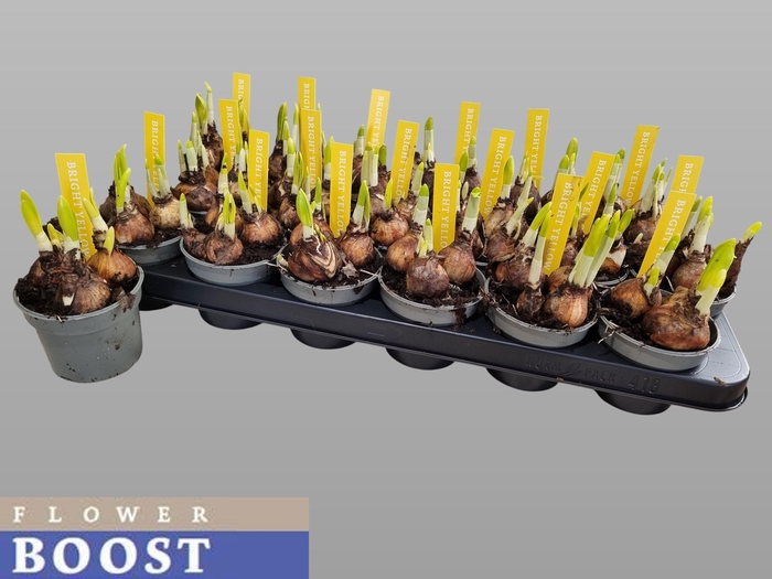 <h4>NARC O TETE A TETE</h4>