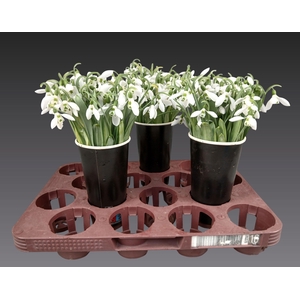 GALANTHUS NIVALIS BS