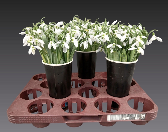 <h4>GALANTHUS NIVALIS BS</h4>