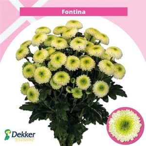 Chr T Fontina ''new''
