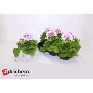 PEL GR ROYALTY WHITE