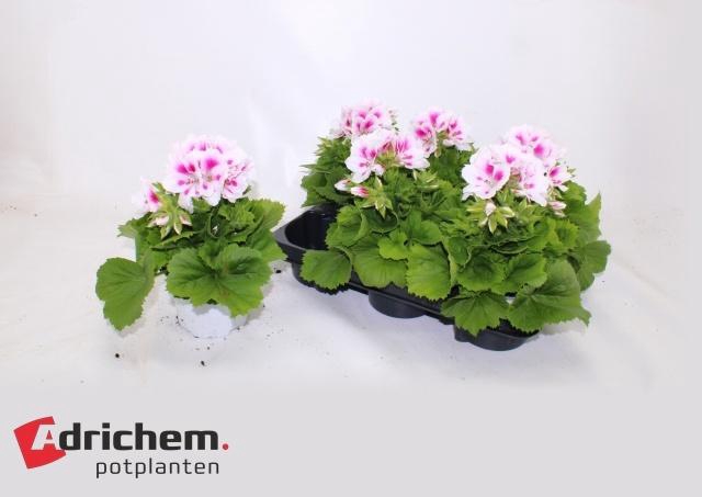 <h4>PEL GR ROYALTY WHITE</h4>