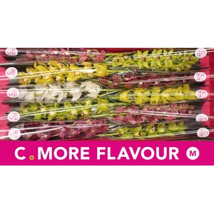 Mini cymbidium 'Mix 60 cm'