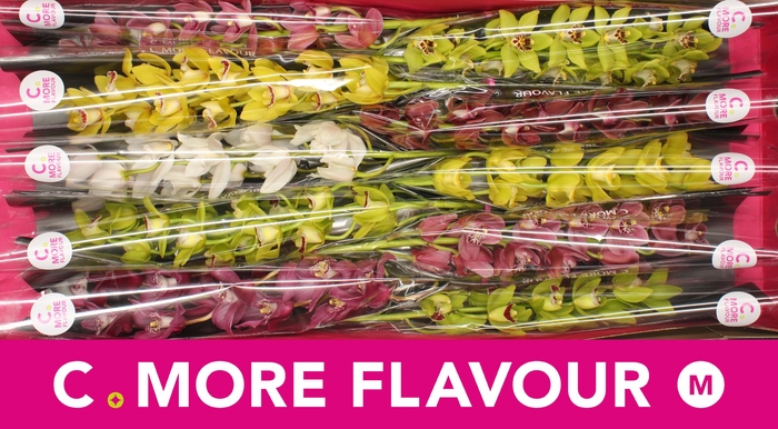 <h4>Mini cymbidium 'Mix 60 cm'</h4>