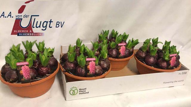 <h4>Hyacin Pink Pearl</h4>