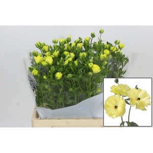 RAN BUTTERFLY HELIOS