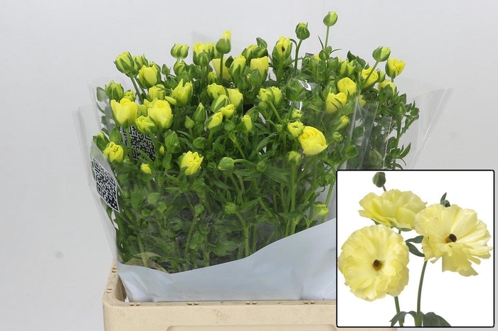 <h4>RAN BUTTERFLY HELIOS</h4>