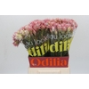 Blushing Bride Pink 6/9 Flowers