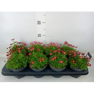 Saxifraga arend. 'Peter Pan'