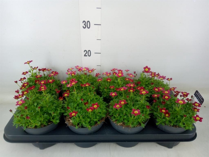 <h4>Saxifraga arend. 'Peter Pan'</h4>