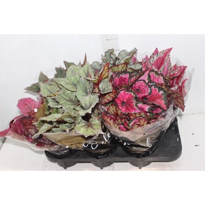 BEGONIA BELEAF P15 PO
