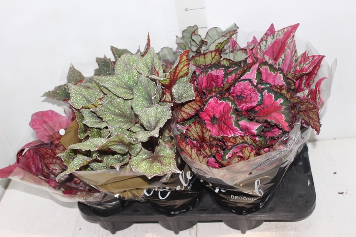 <h4>BEGONIA BELEAF P15 PO</h4>