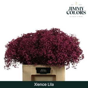 Gyps xlence L60 Lila