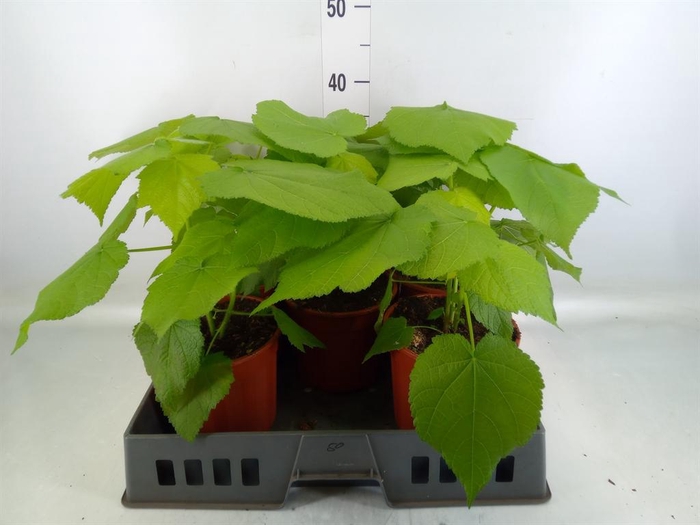 <h4>Sparrmannia africana</h4>