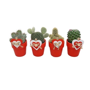 Cactus gemengd