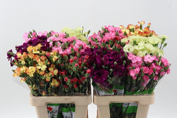 <h4>Di Solomio gemengd</h4>