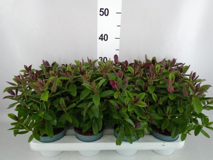 <h4>Hebe 'Donna Eva'</h4>