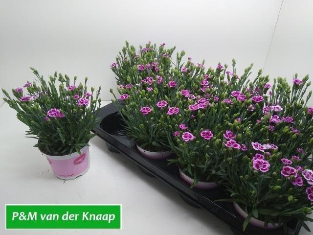 <h4>DIAN DI PINK KISSES</h4>