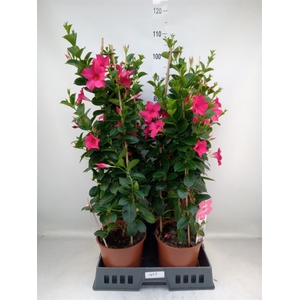 Mandevilla sand. 'SumStar Pink'