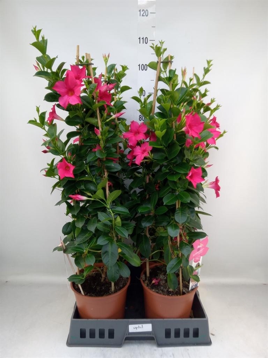 <h4>Mandevilla sand. 'SumStar Pink'</h4>