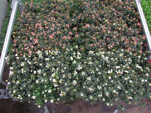 <h4>RHODO SI SACHS MIXK</h4>