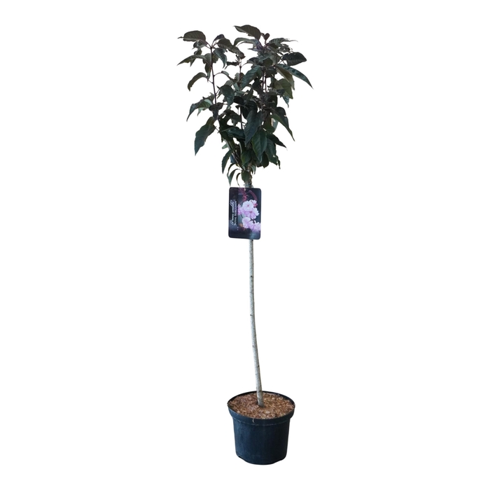 <h4>Prunus serrulata 'Royal Burgundy' 120ST</h4>