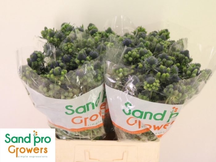 <h4>Eryn Mag Gr Lagoon</h4>