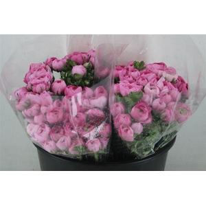 Ran Elegance Pink