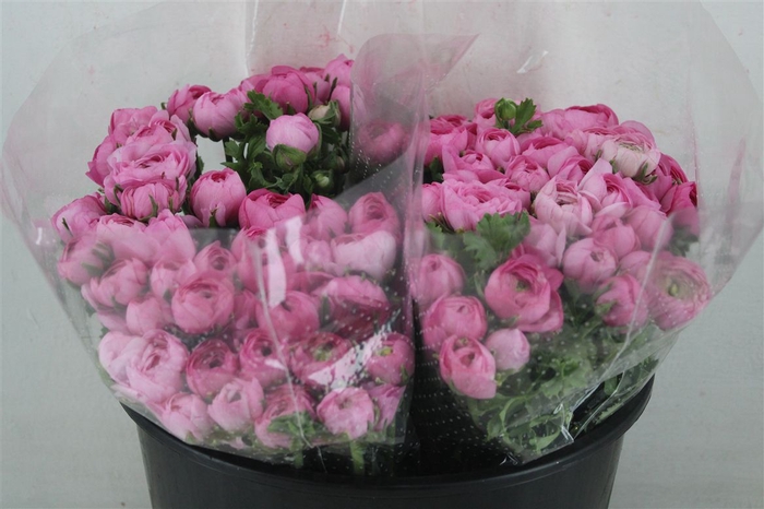 <h4>Ran Elegance Pink</h4>