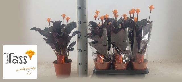 <h4>CALAT CROCATA</h4>