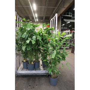 arr8 Caryota Mitis