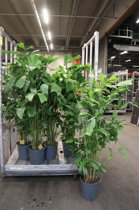 <h4>Caryota Mitis</h4>