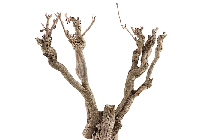 <h4>Syringa Branch Super Bon</h4>