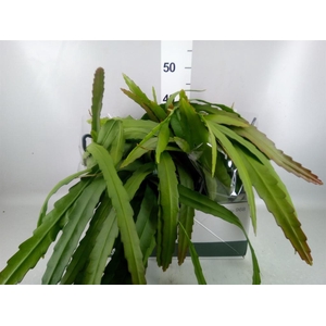 Epiphyllum   ...
