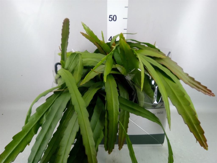 <h4>Epiphyllum   ...</h4>