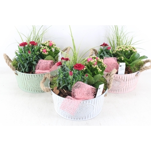 arr4 Outdoor PL - Zink ton oor Los mix