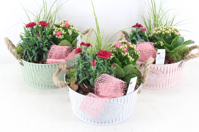 <h4>arr4 Outdoor PL - Zink ton oor Los mix</h4>