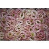 LISIANTHUS FLOR ARENA CHAMPAGNE CHAMPAGNE/CREME