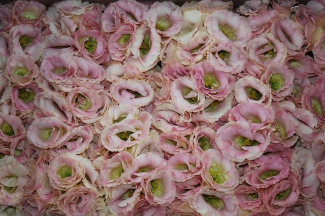 LISIANTHUS FLOR ARENA CHAMPAGNE CHAMPAGNE/CREME