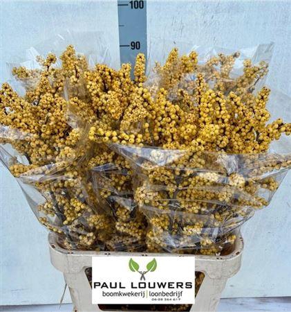 <h4>Ilex Ve Citronella</h4>