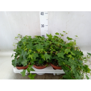 Hedera helix 'Pittsburgh'