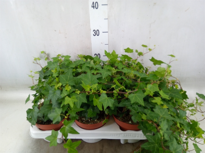 <h4>Hedera helix 'Pittsburgh'</h4>