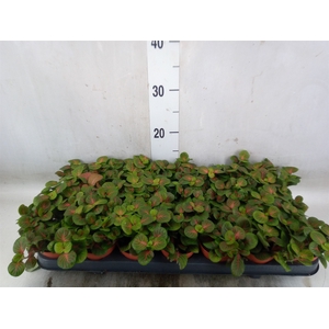 Fittonia   ...